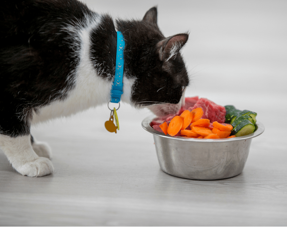 Mèo chỉ nên ăn một lượng rau hợp lý mỗi ngày