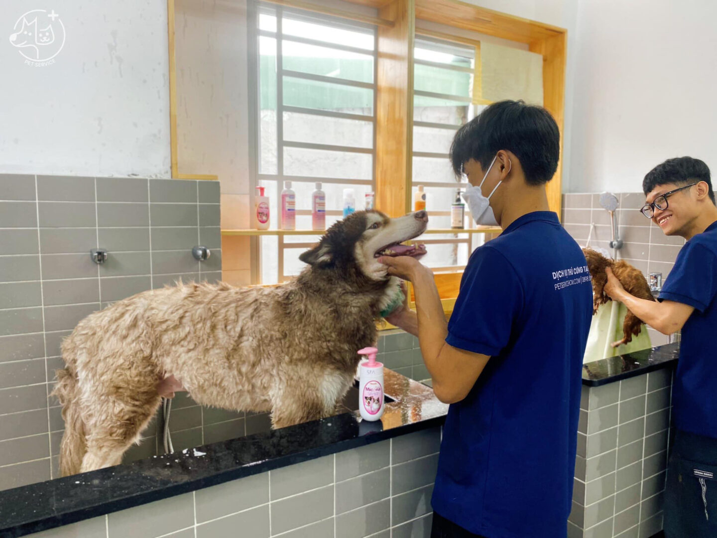 Pet Service không cung cấp dịch vụ nhuộm lông chó