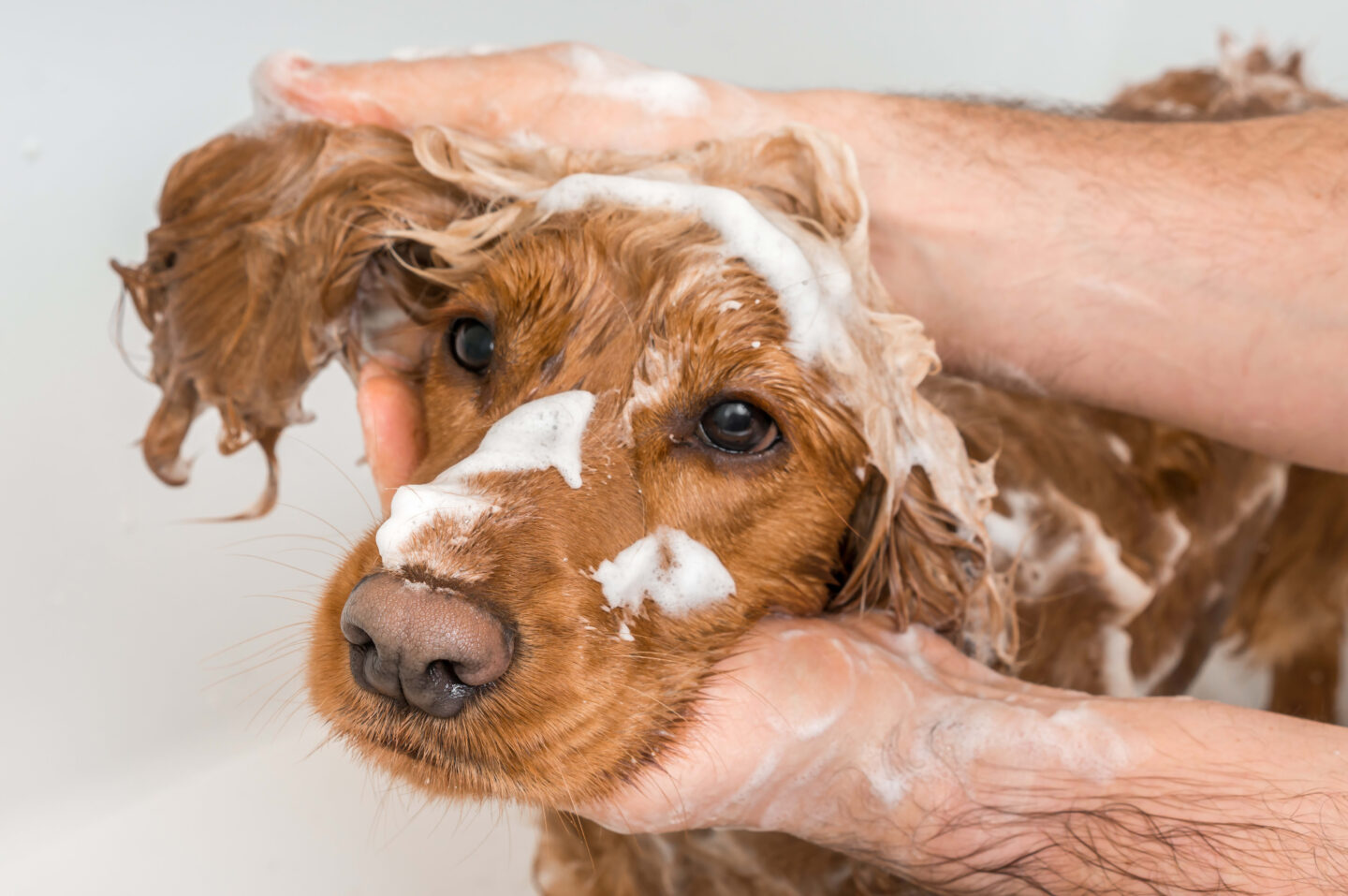 Nên tắm cho chó để đảm bảo sức khỏe, tránh mùi hôi