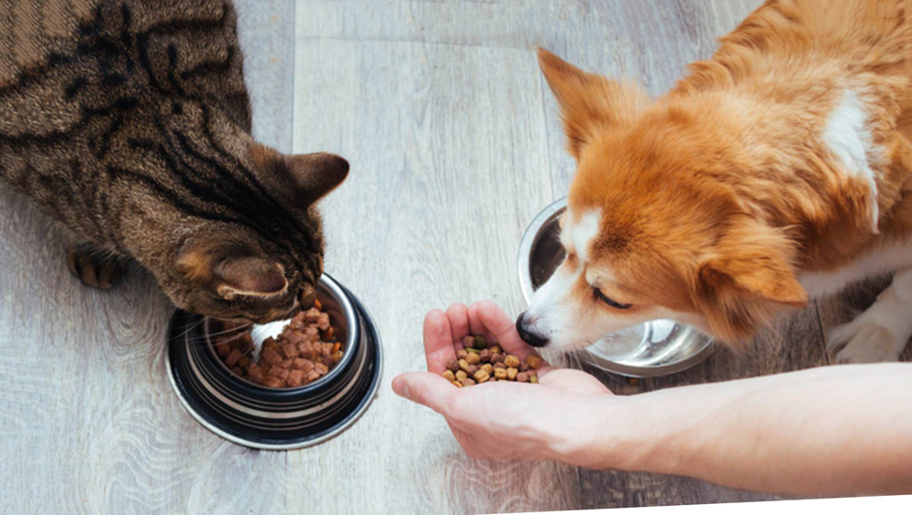 Cho mèo ăn thức ăn của chó có ảnh hưởng gì không?