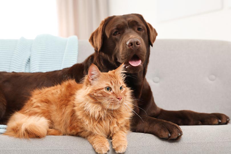 Chó và mèo có tính cách và cách thể hiện cảm xúc khác nhau