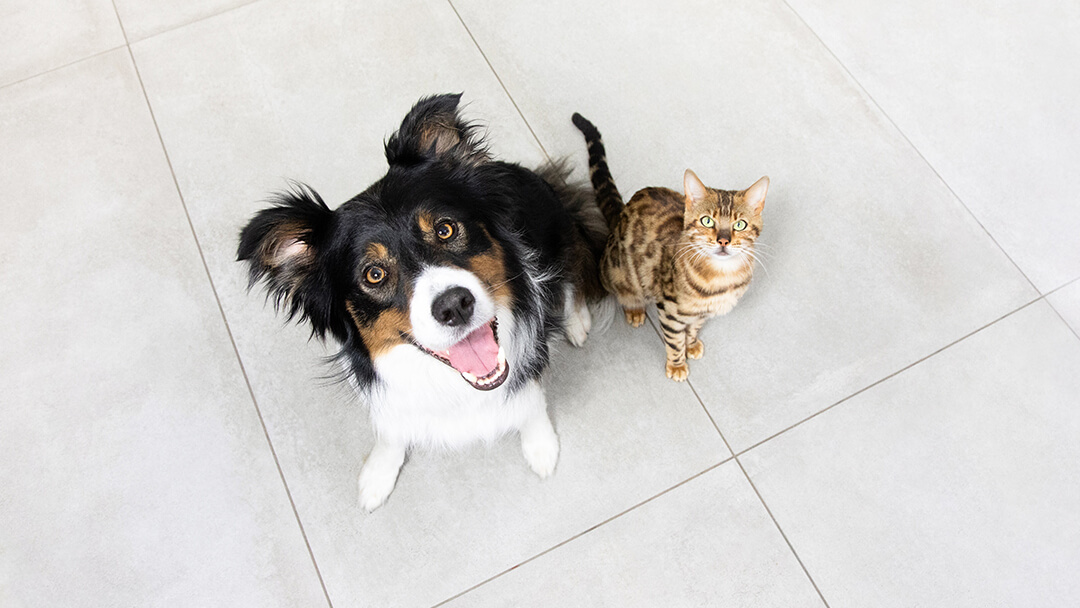 Chó và mèo có thể hòa thuận khi sống chung một nhà?