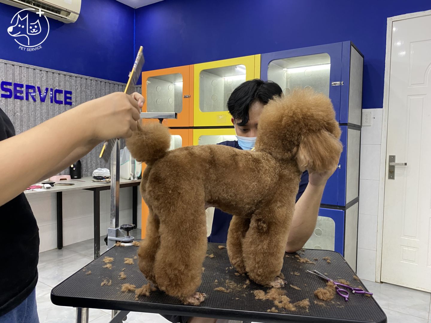 Thường xuyên cắt tỉa giúp hạn chế rối lông ở Poodle