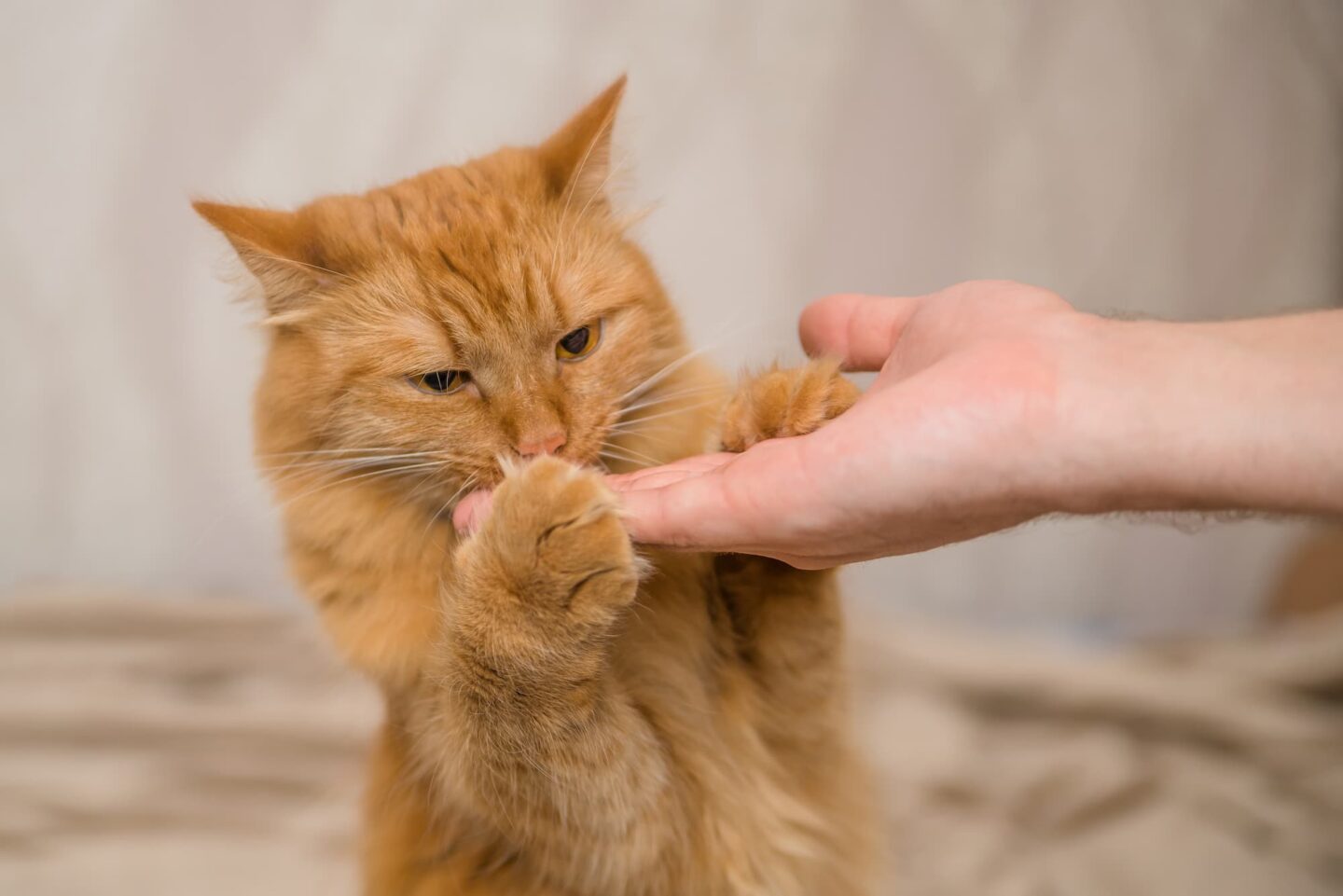 Một số bé mèo có thể bị dị ứng với bơ đậu phộng