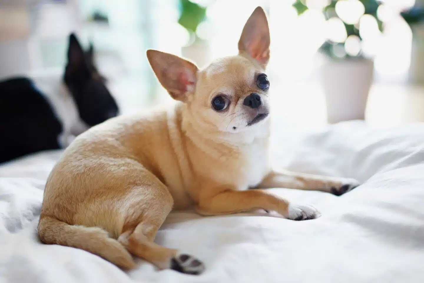 Chihuahua có đặc điểm đặc trưng với đầu nhỏ, tai đứng, mắt tròn to và lông có nhiều màu sắc