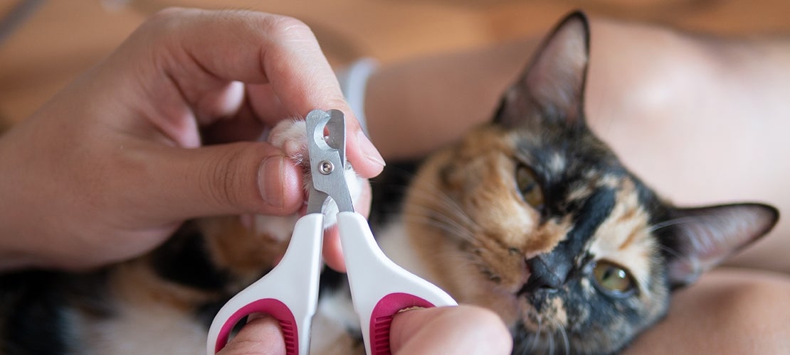 Hãy cắt móng mèo đúng cách và nhẹ nhàng