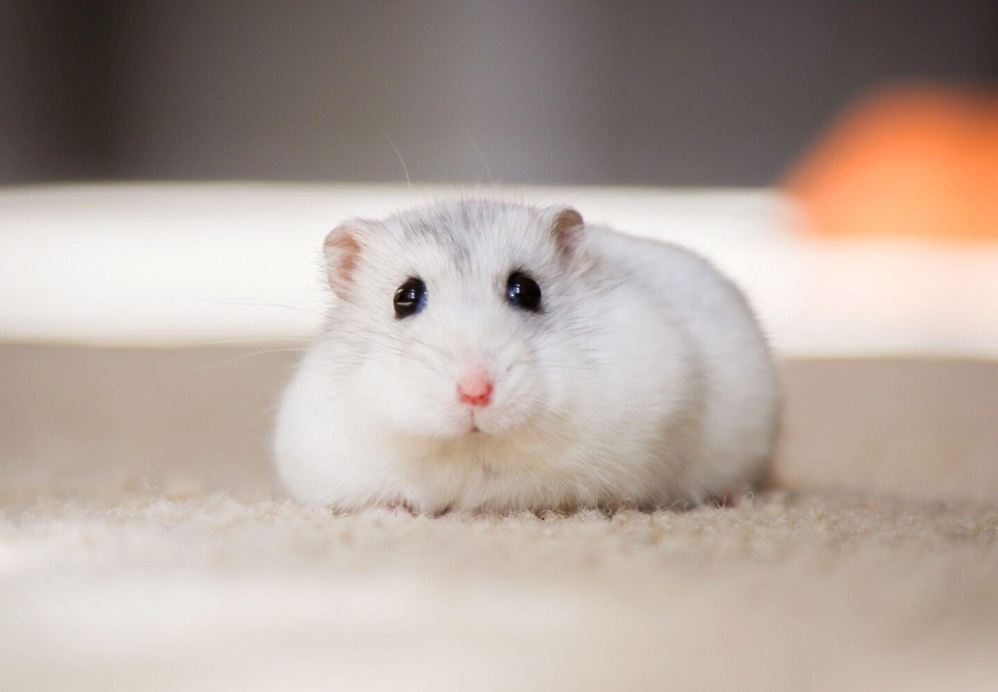 Chuột Hamster loài thú cưng nhỏ được yêu thích