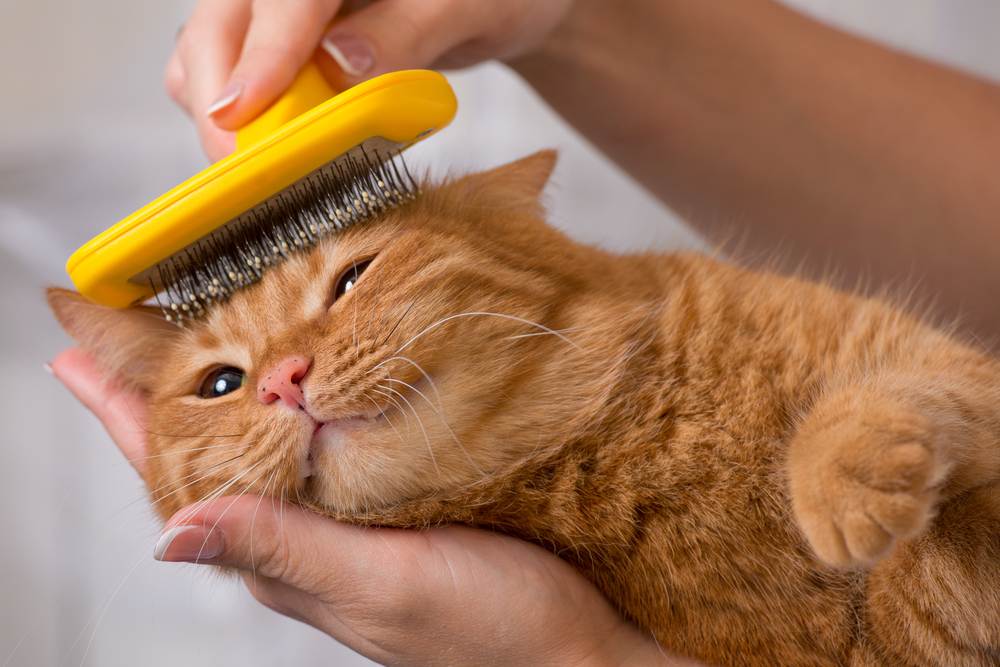 Chải lông thường xuyên giúp hạn chế búi lông ở mèo