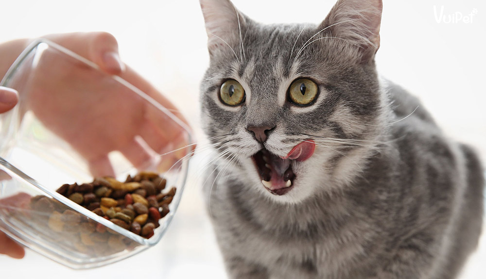Nên cho mèo ăn thức ăn hạt khô, pate các loại