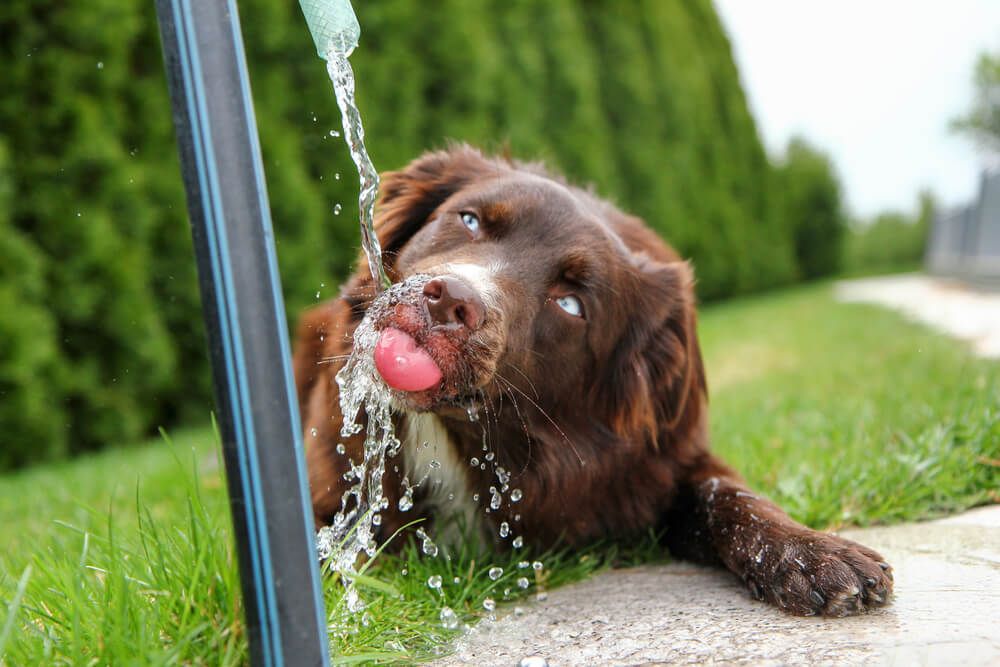 Cho chó uống nước giúp giảm nấc cụt