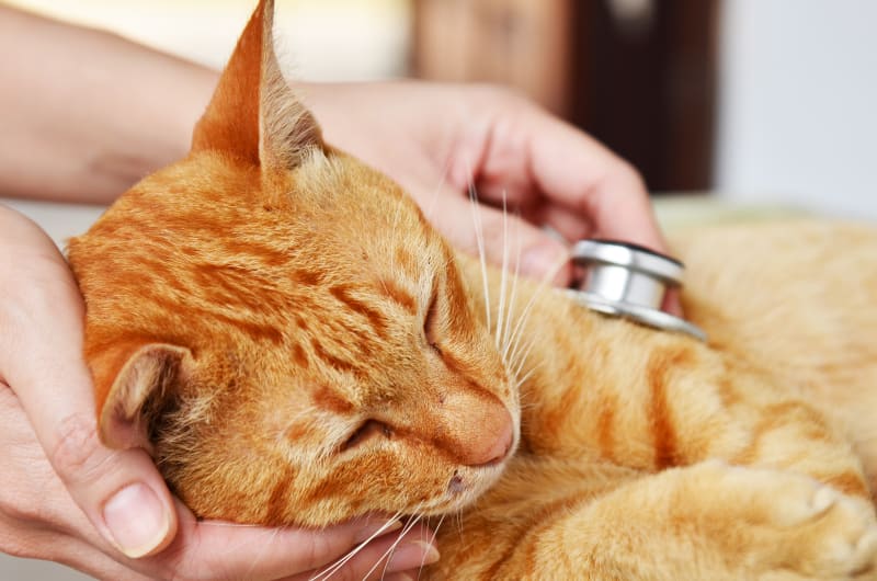 Lờ đờ và mệt mỏi có thể là dấu hiệu cho thấy sức khỏe mèo không tốt