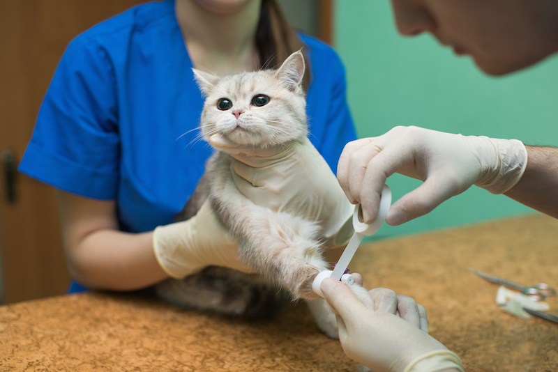 Cần truyền máu để điều trị bệnh cho mèo 