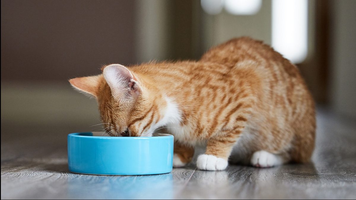 Chuẩn bị cho mèo của bạn một chế độ ăn nhẹ nhàng 