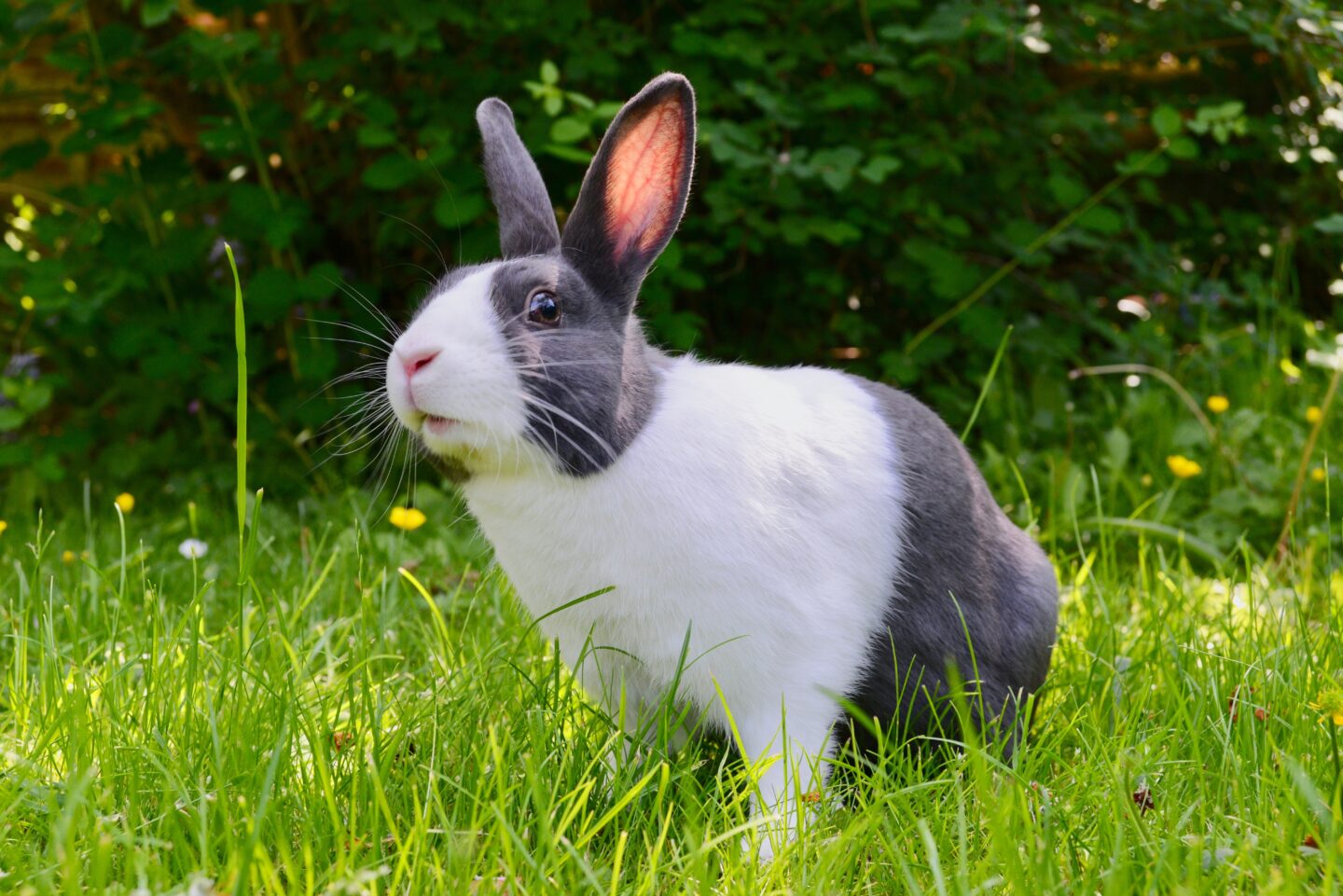 Thỏ là loài động vật được nhiều người yêu thích
