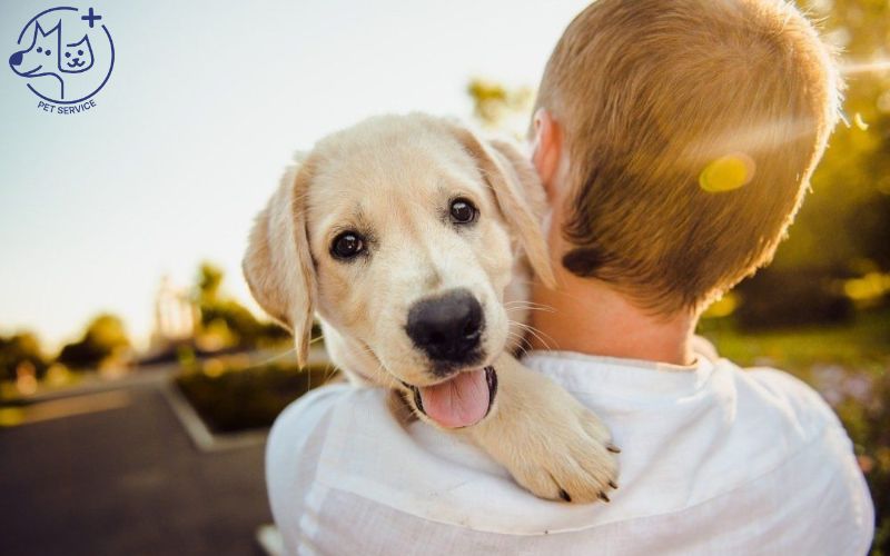 Bí quyết chăm sóc thú cưng tại nhà hiệu quả