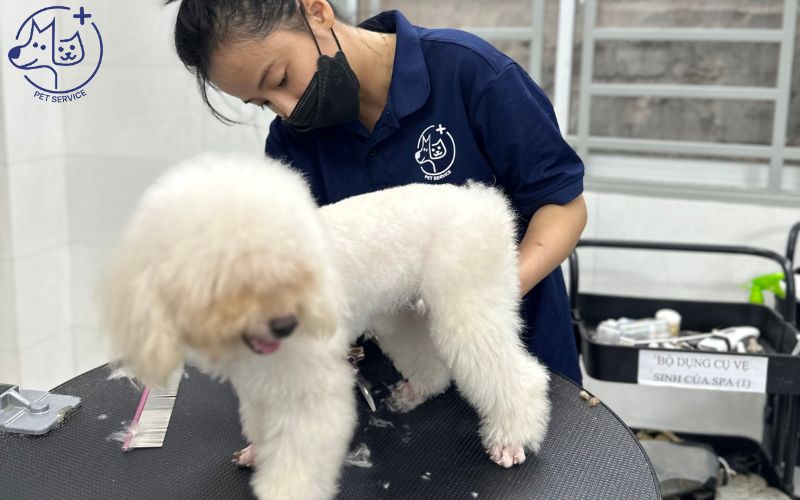 Tắm chó poodle tại nhà