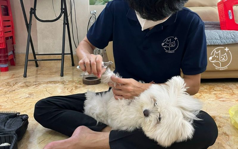 Tắm chó poodle tại nhà