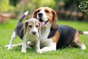 Kinh nghiệm nuôi chó Beagle