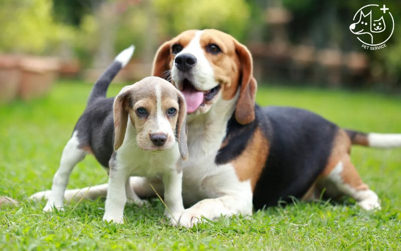 Kinh nghiệm nuôi chó Beagle