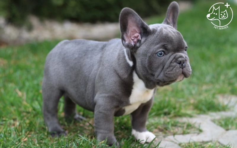 Kinh nghiệm nuôi chó Bulldog Pháp