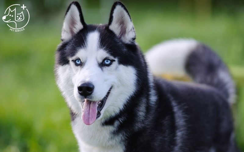 Kinh nghiệm nuôi chó Husky