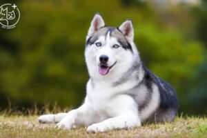 Kinh nghiệm nuôi chó Husky