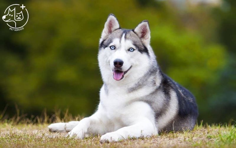 Kinh nghiệm nuôi chó Husky