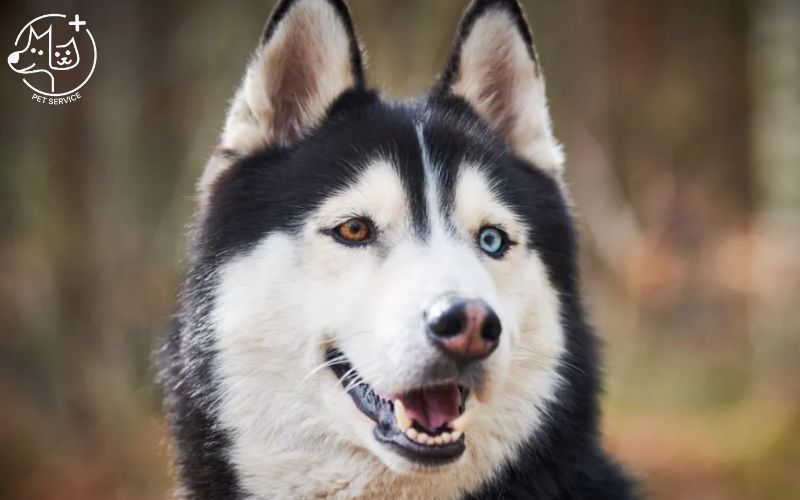 Kinh nghiệm nuôi chó Husky