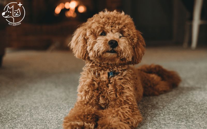 Kinh nghiệm nuôi chó Poodle