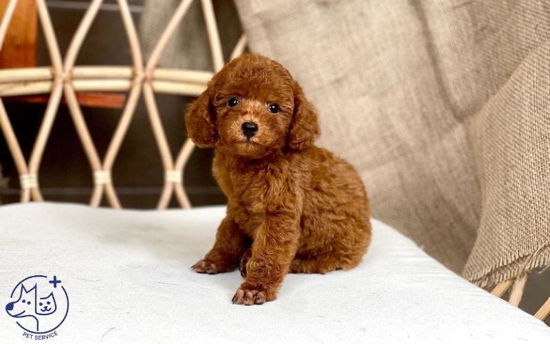 Kinh nghiệm nuôi chó Poodle