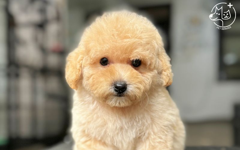 Kinh nghiệm nuôi chó Poodle