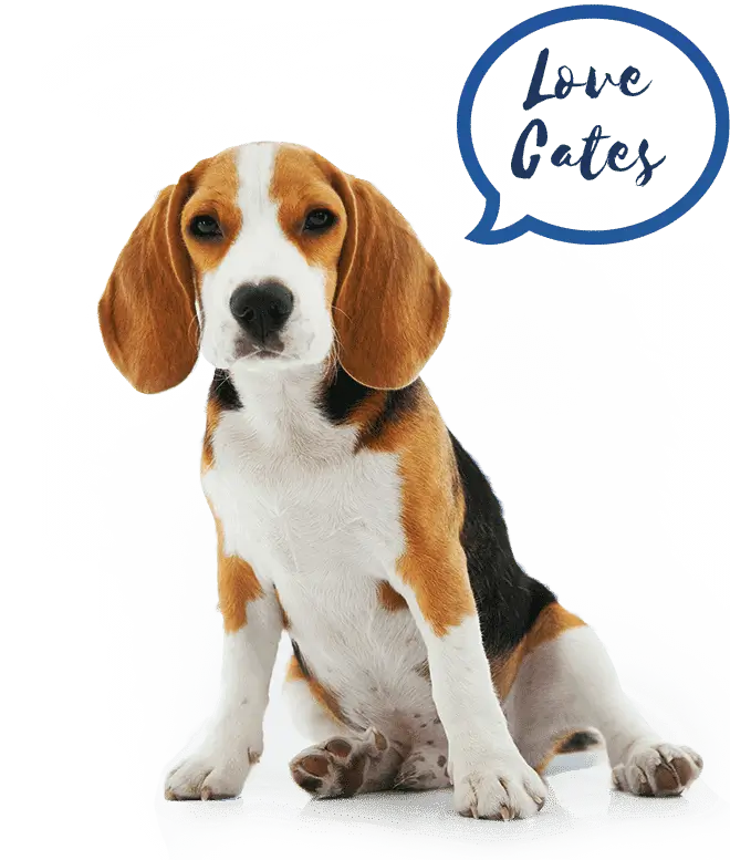 PET SERVICE HOME banner