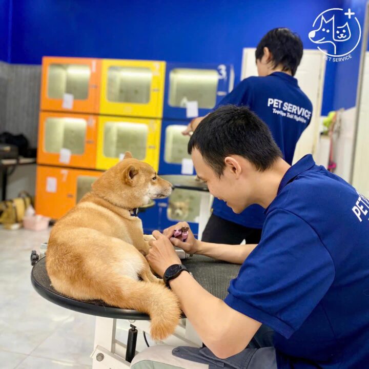 nhân viên chăm sóc thú cưng tại spa thú cưng quận 7