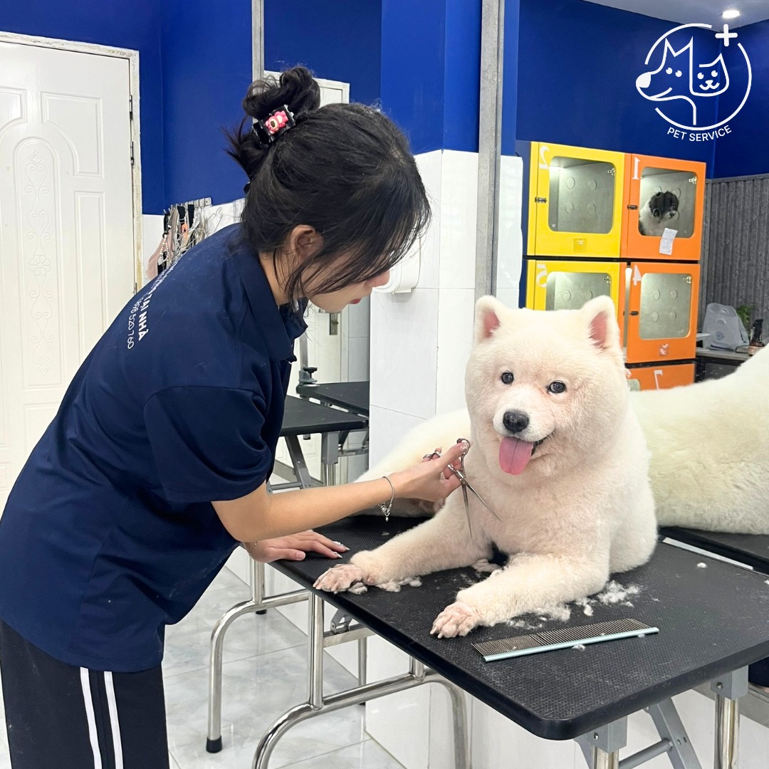 Chó được grooming tại Pet Service — biểu cảm vui vẻ, thoải mái