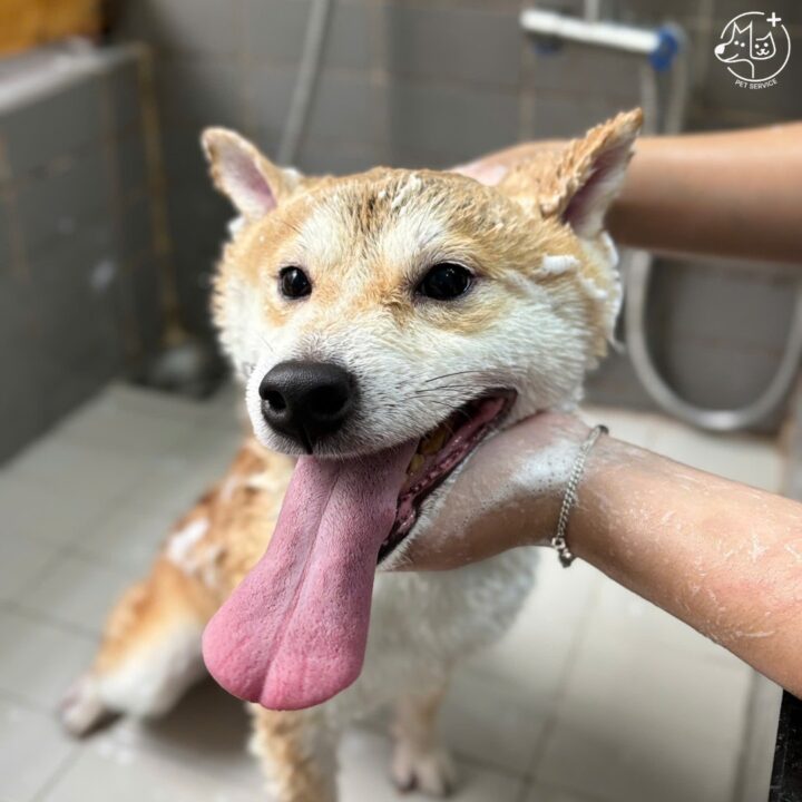 Spa thú cưng uy tín Quận 7 – Tắm chó tại Pet Service