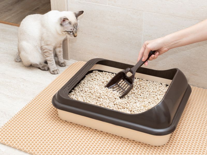 Hướng dẫn mèo con sử dụng khay cát vệ sinh tại TP.HCM với Pet Service