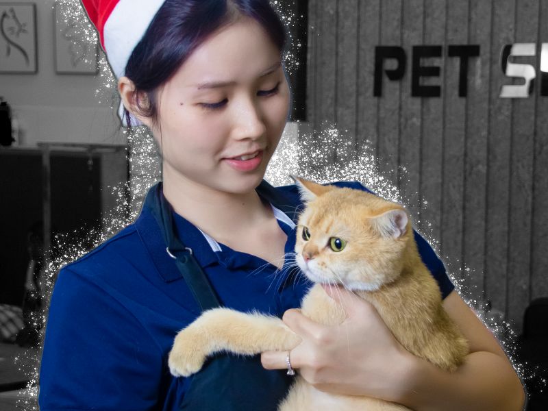 Không gian sống lý tưởng cho mèo con mới nhận nuôi tại TP.HCM từ Pet Service