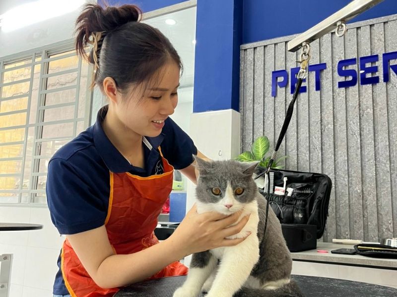 Chăm sóc sức khoẻ cho mèo con mới nhận nuôi tại TP.HCM từ Pet Service