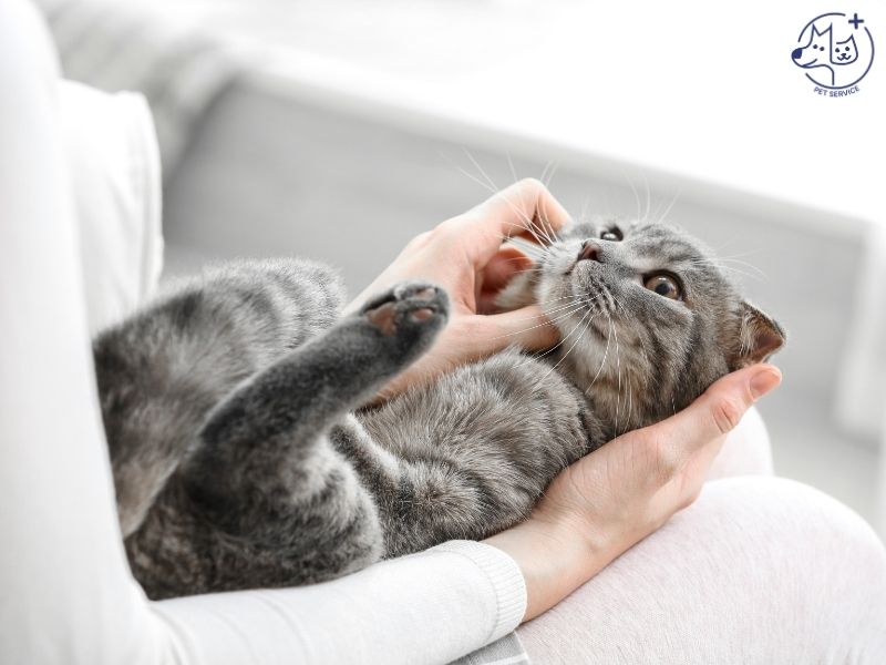 Thức ăn và phụ kiện cho mèo con tại TP.HCM từ cửa hàng Pet Service