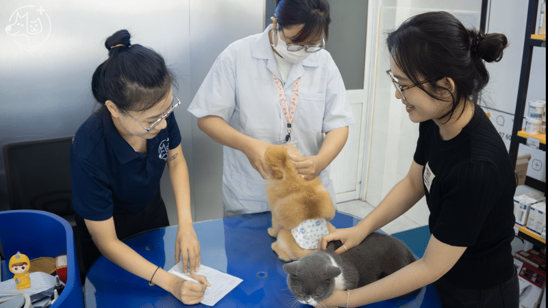 Tư vấn khám điều trị cho cho mèo con mới nhận nuôi tại TP.HCM từ Pet Service