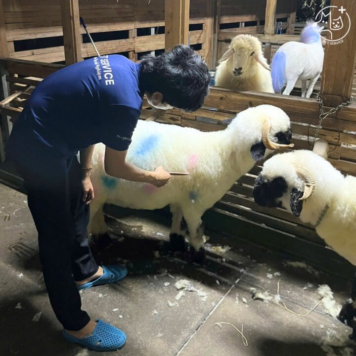 Dịch vụ thú cưng tại nhà