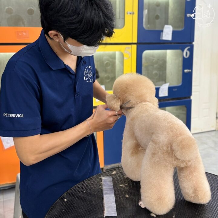 spa thu cung Pet Service