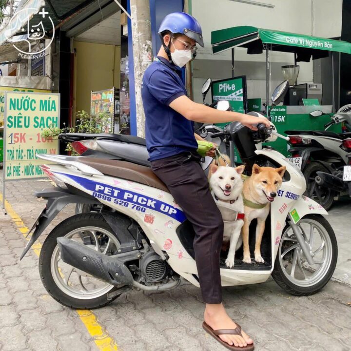 Đưa đón thú cưng tại nhà bè